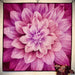 Dream Big Dahlia Panel digital quilting pattern for longarm